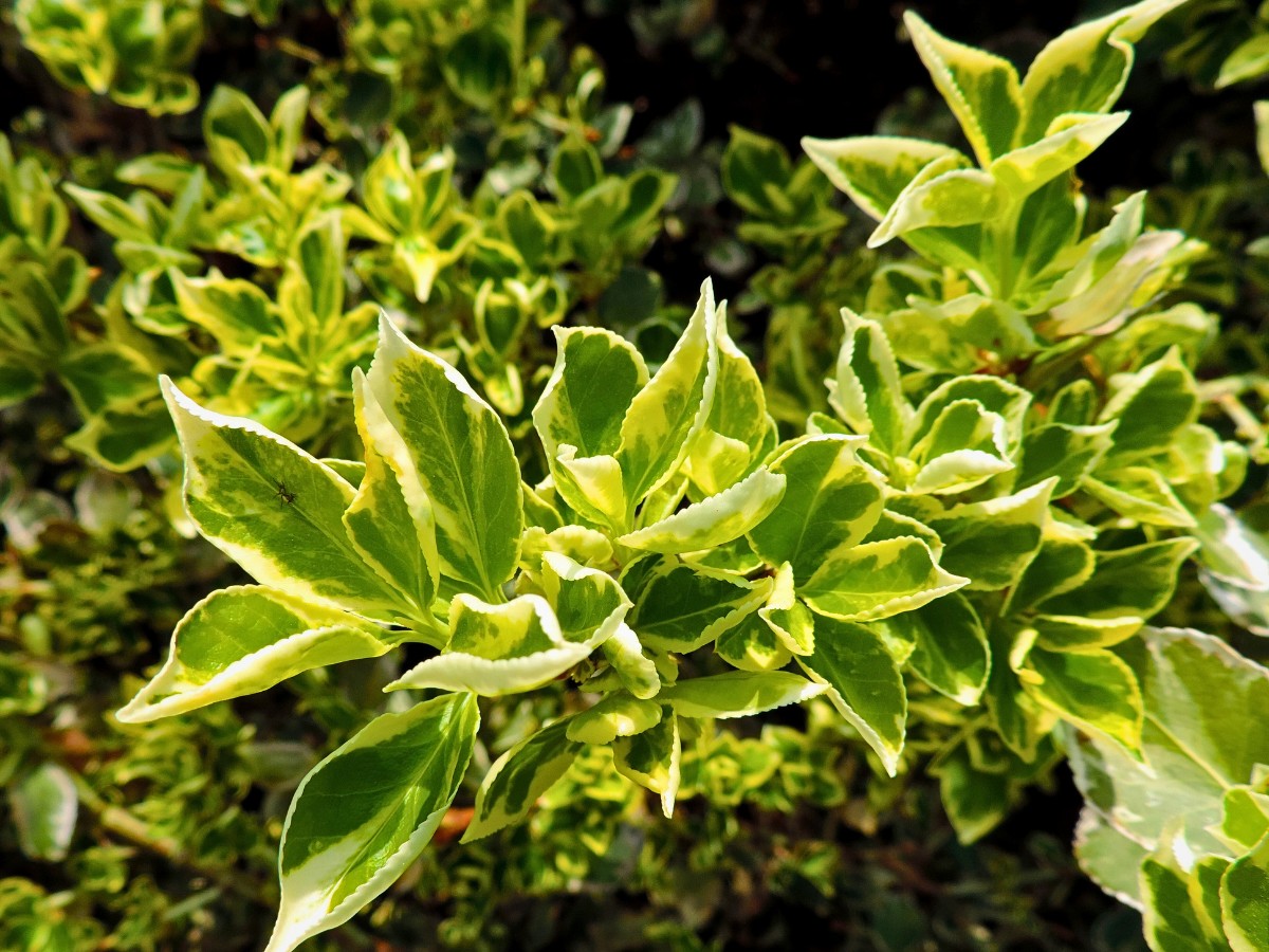 If Fortune’s spindle invasive spread is already visible in your garden or local woodland, control measures are important for protecting native species. 
