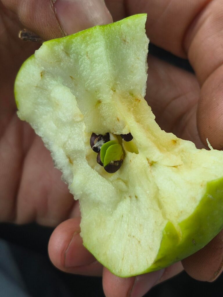 The seed in my apple is sprouting. Do you think it's viable to plant?