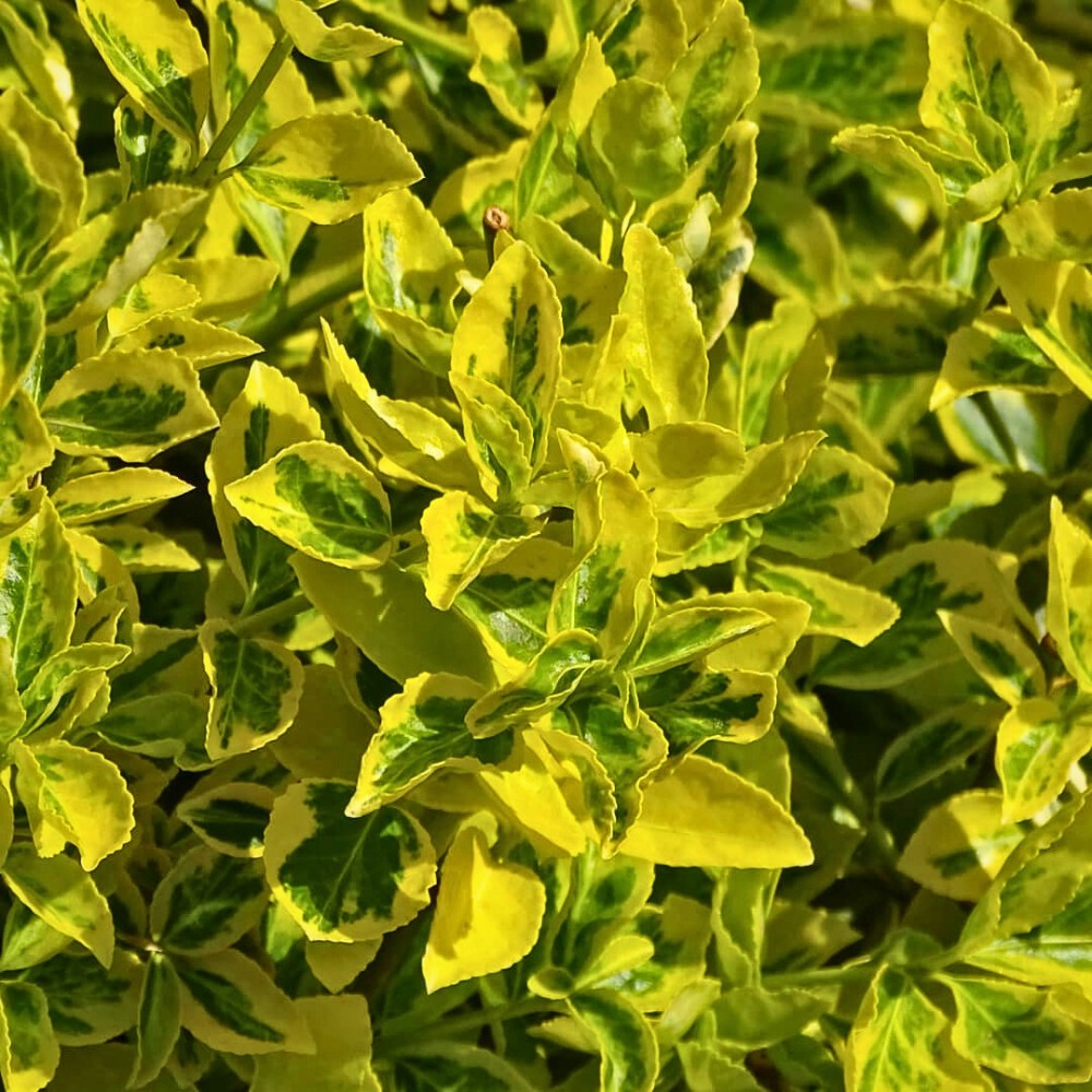 Fortune’s Spindle Vine, Also Called Euonymus Fortunei
