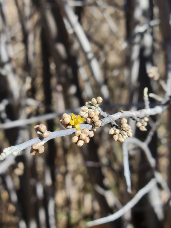 ThreeLeafSumacbloom.jpg ThreeLeafSumacbloom.jpg