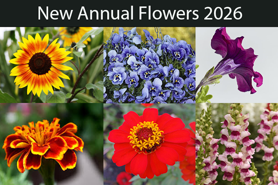In the Garden: Coming attractions to your flower bed A few annual flower varieties that are new for 2026.