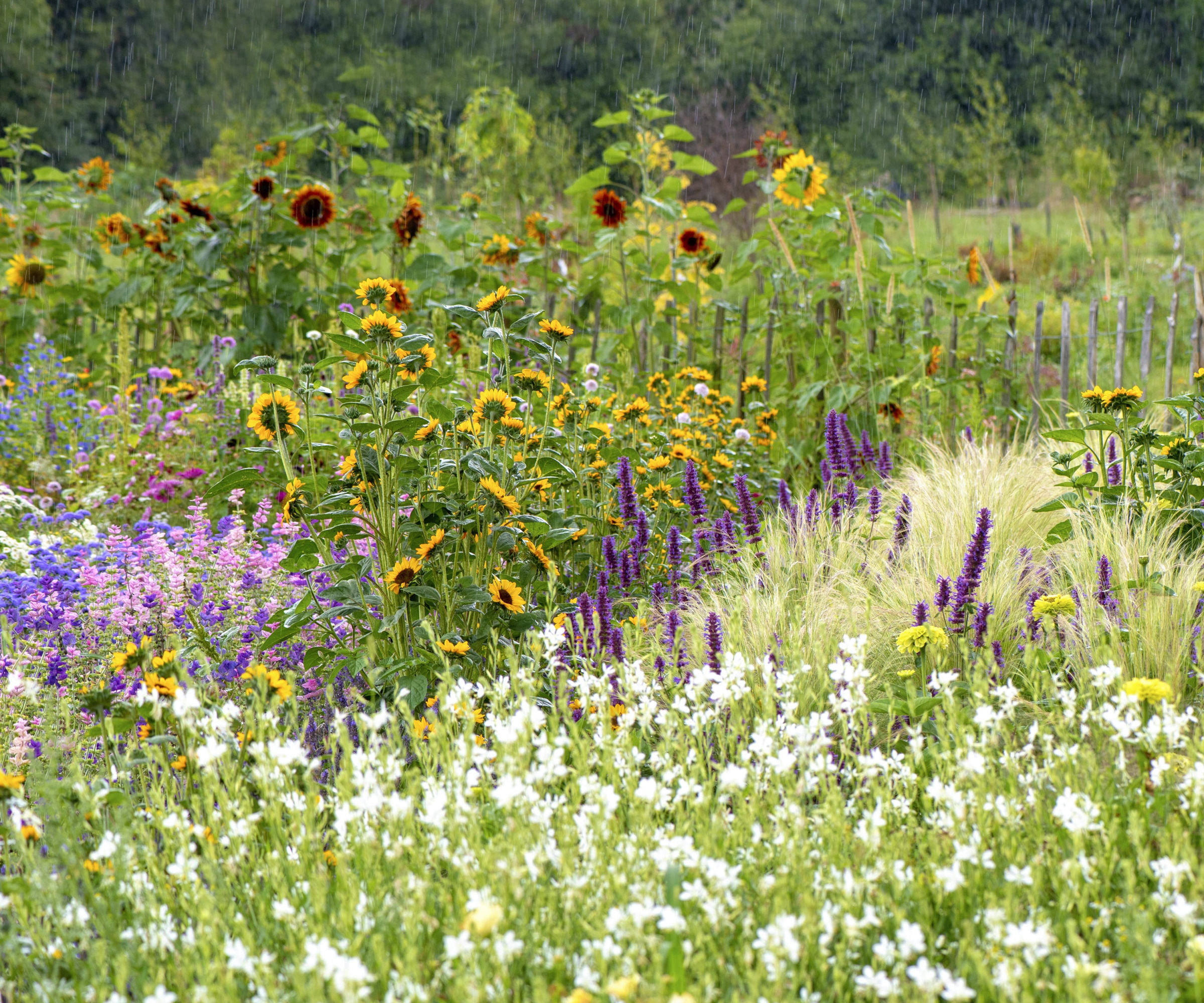 Garden border full of herbaceous and colorful planting