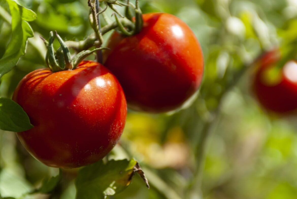 In the Garden: Tips for growing tomatoes