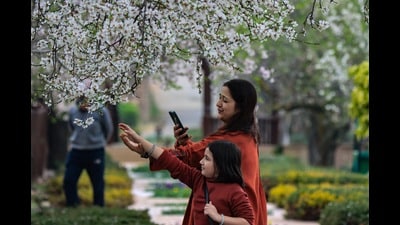 Tourists posing with almond blooms at Badamwari in Srinagar on Monday. (Floriculture dept)