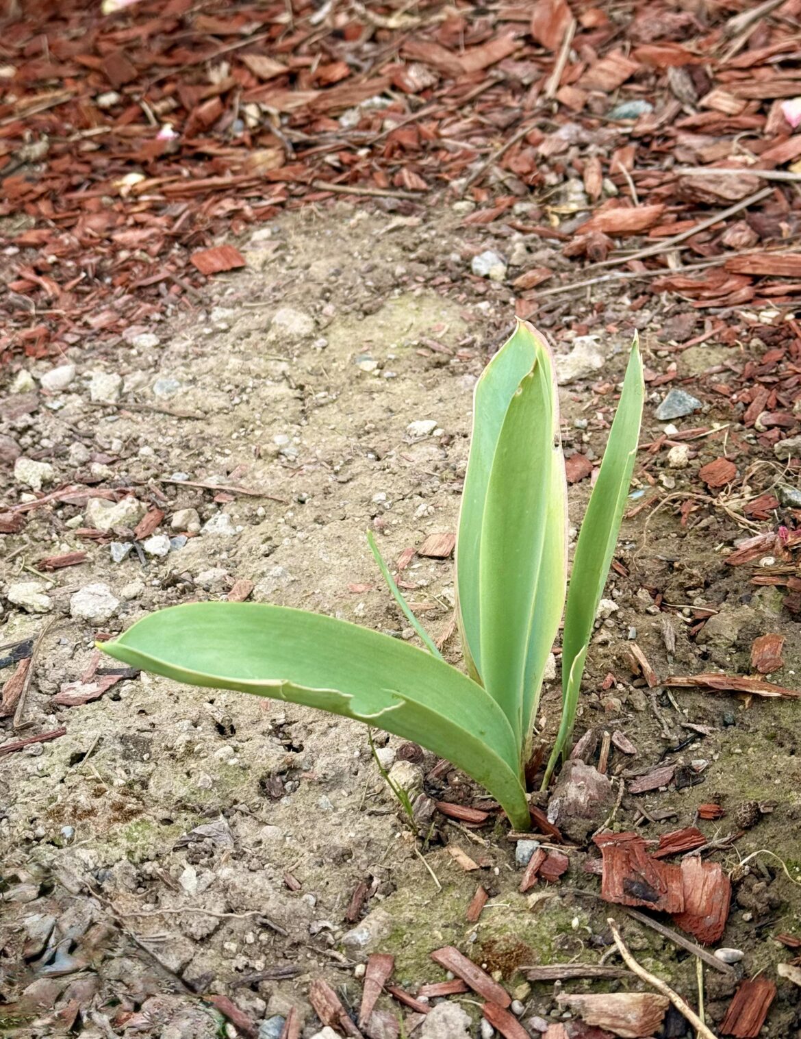 Tulip bulbs leafing but not flowering for three consecutive years. What could be the reason?