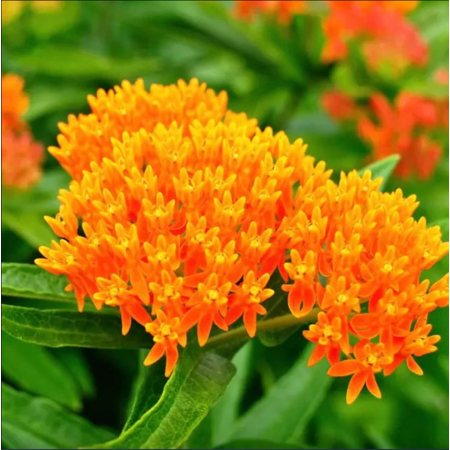 Pack of 2 Orange Milkweed Live Starter Plants for Planting, Butterfly Milkweed Plant, Monarch Butterfly Attractant - Perennial Blooms, 4-9 Inch Tall, No Ship Pot