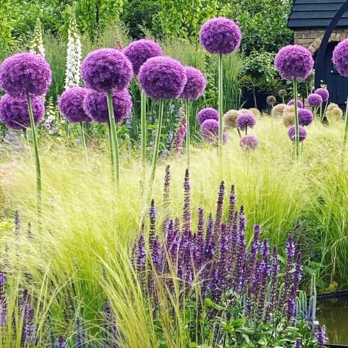 1000+ Purple Blue Rare Plant Flower Seed for Planting Giant Allium Seeds for Planting Globemaster Allium Giganteum Flower Seeds Outdoor Home Garden