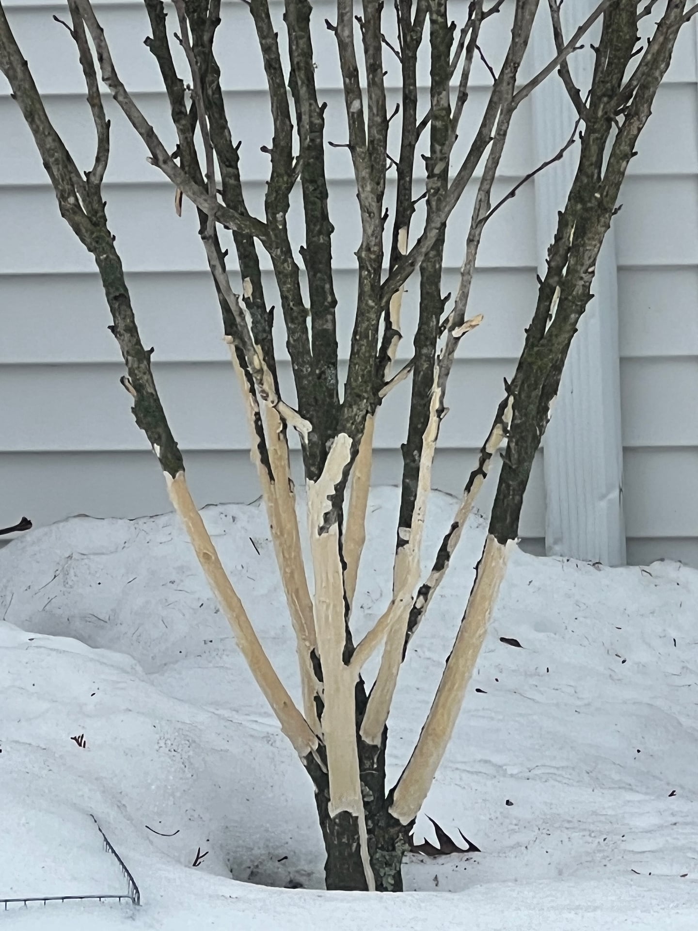 Rabbits have feasted on this Waltham residents' rose of Sharon.