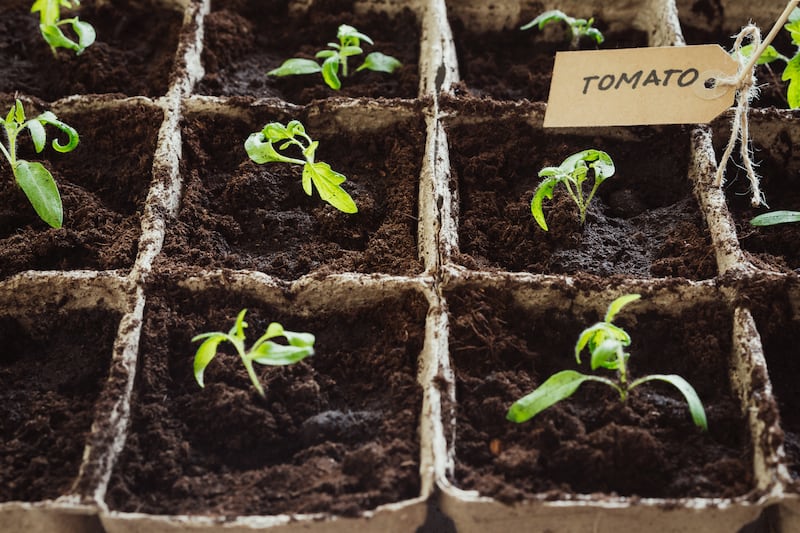 Tomato seedlings sprout in small cardboard pots. Photograph: Rasa Petreikiene/Getty