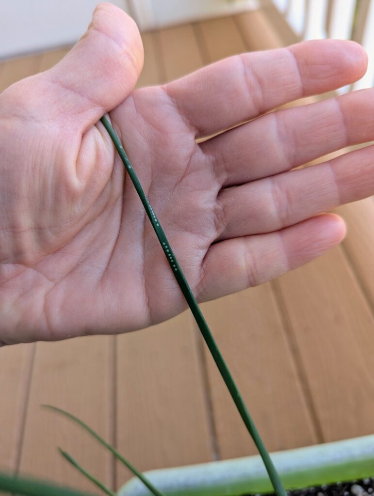 How can I protect my chives and garlic from pests? – Baltimore Sun