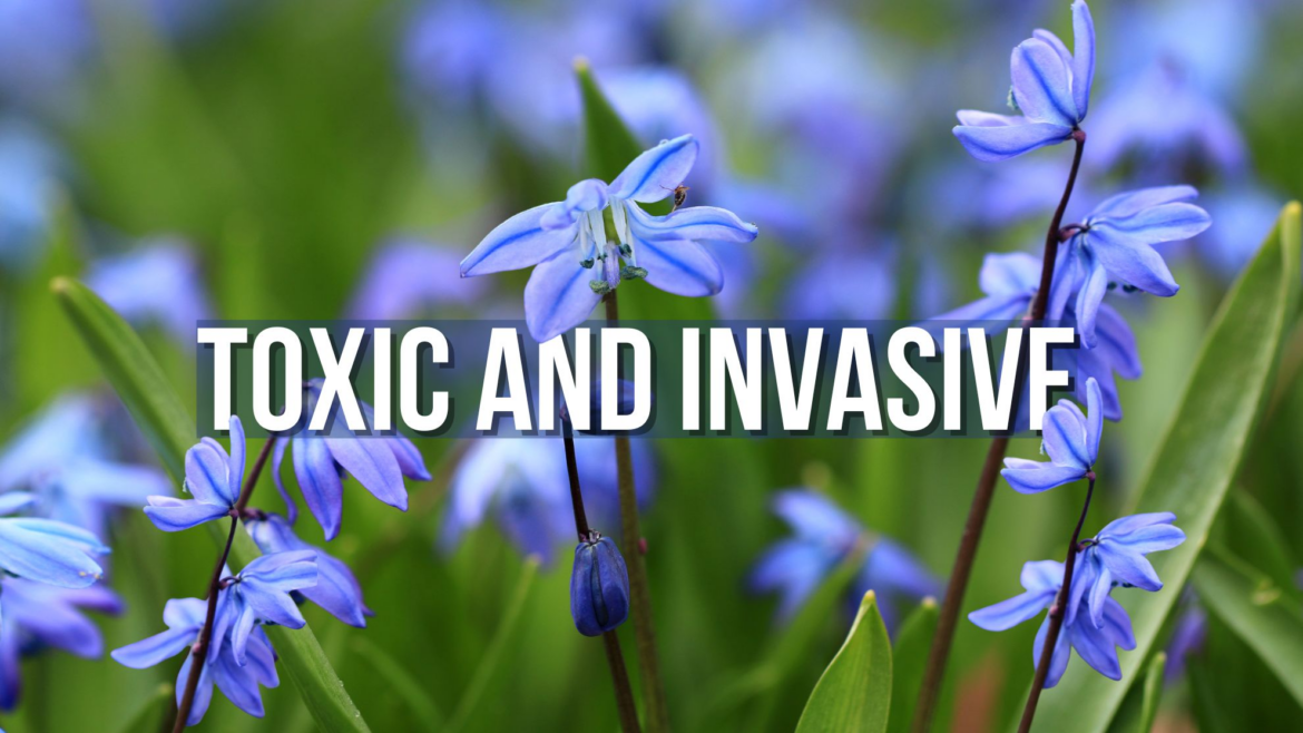 One of Ontario's first spring blooms is toxic to pets