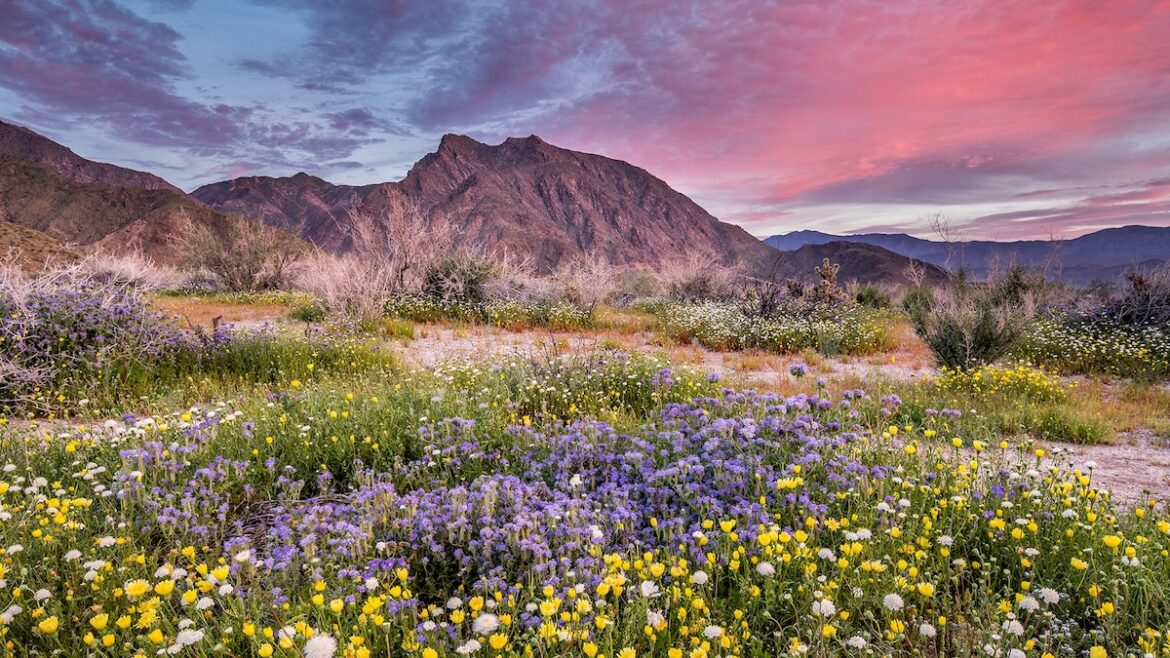 Where to find the first flowers of spring