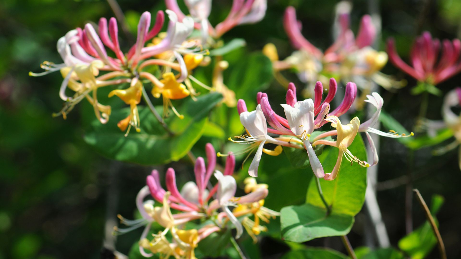 picture of honeysuckle bush in garden