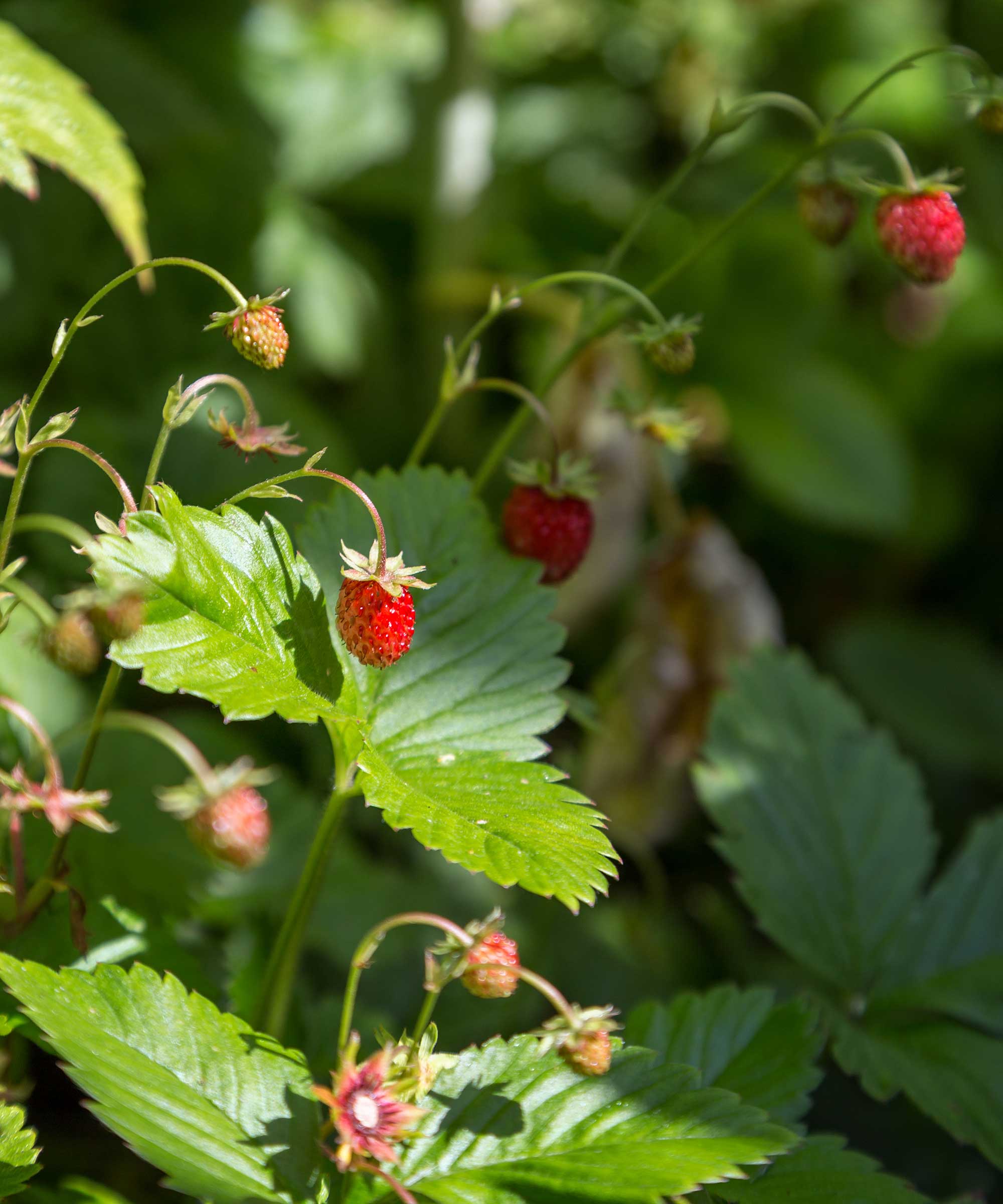 alpine strawberries