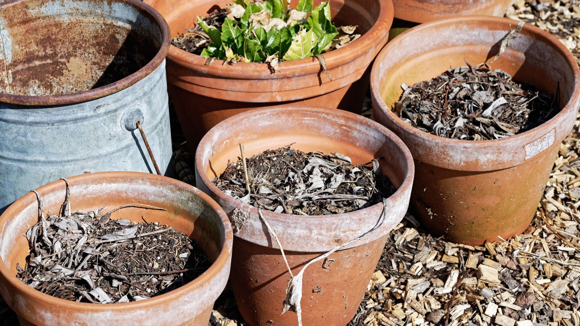 picture of old flower pots with dried soil and withered plants inside