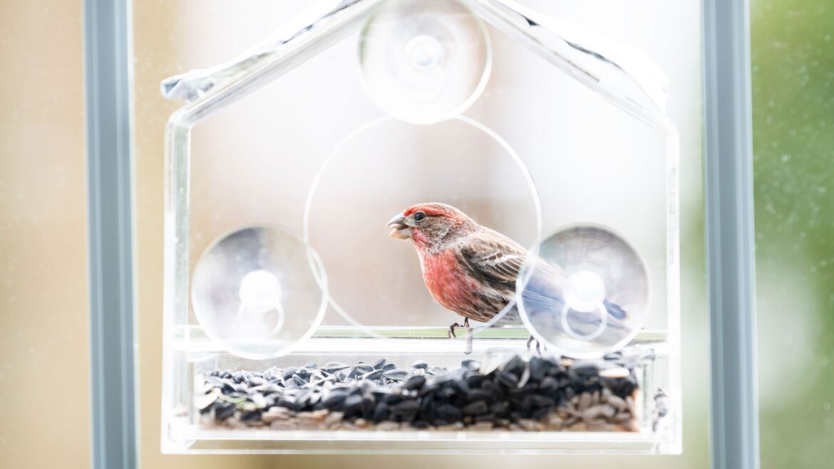 ALDI $6.99 Window Bird Feeder: Perfect for Apartments, Balconies & Patios