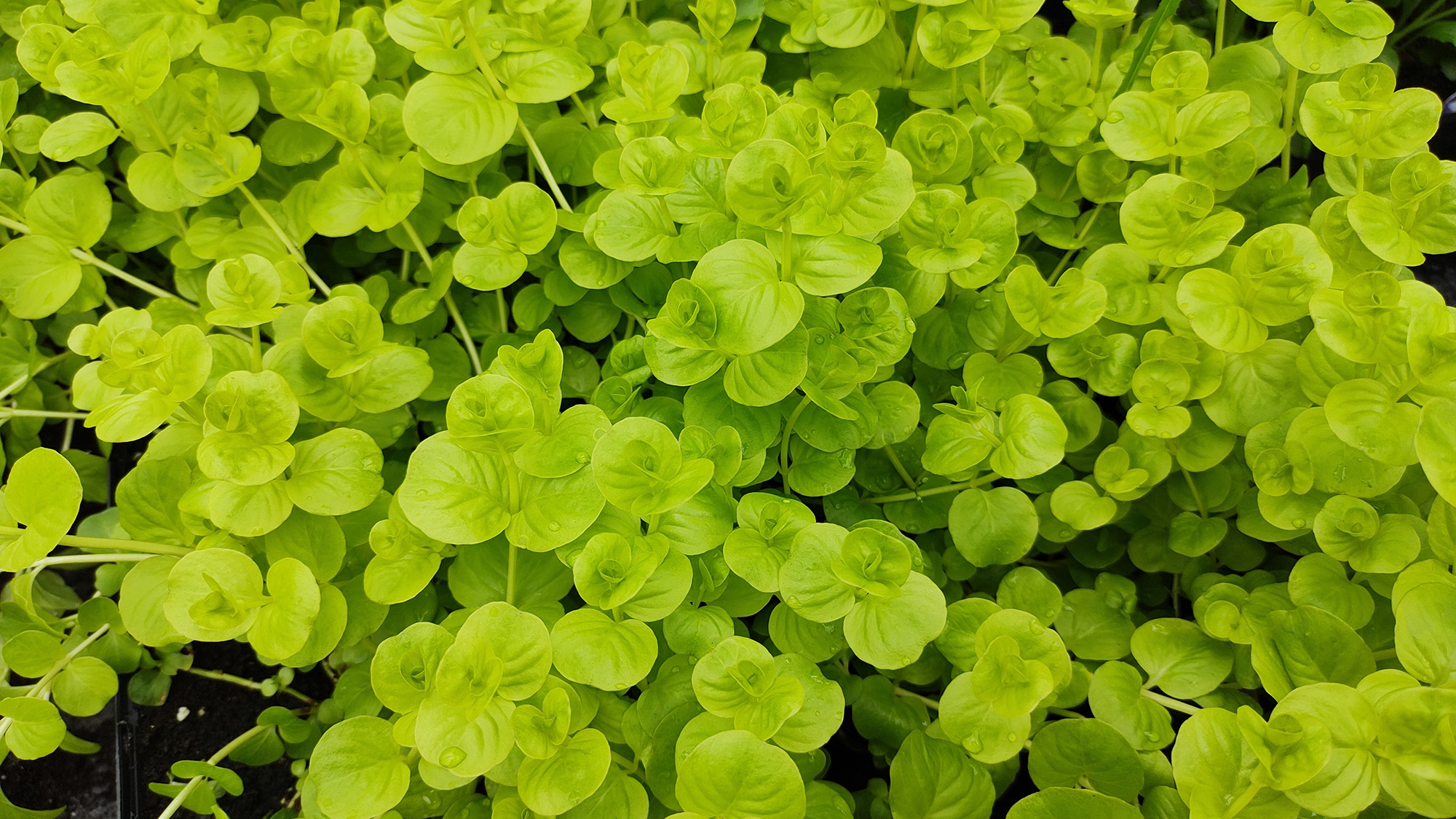 Creeping Jenny