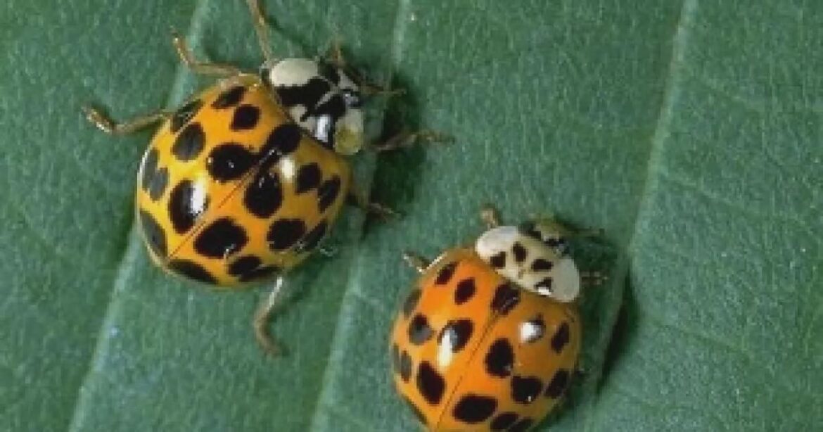We need to talk about the Asian Ladybug Myth We need to talk about the Asian Ladybug Myth