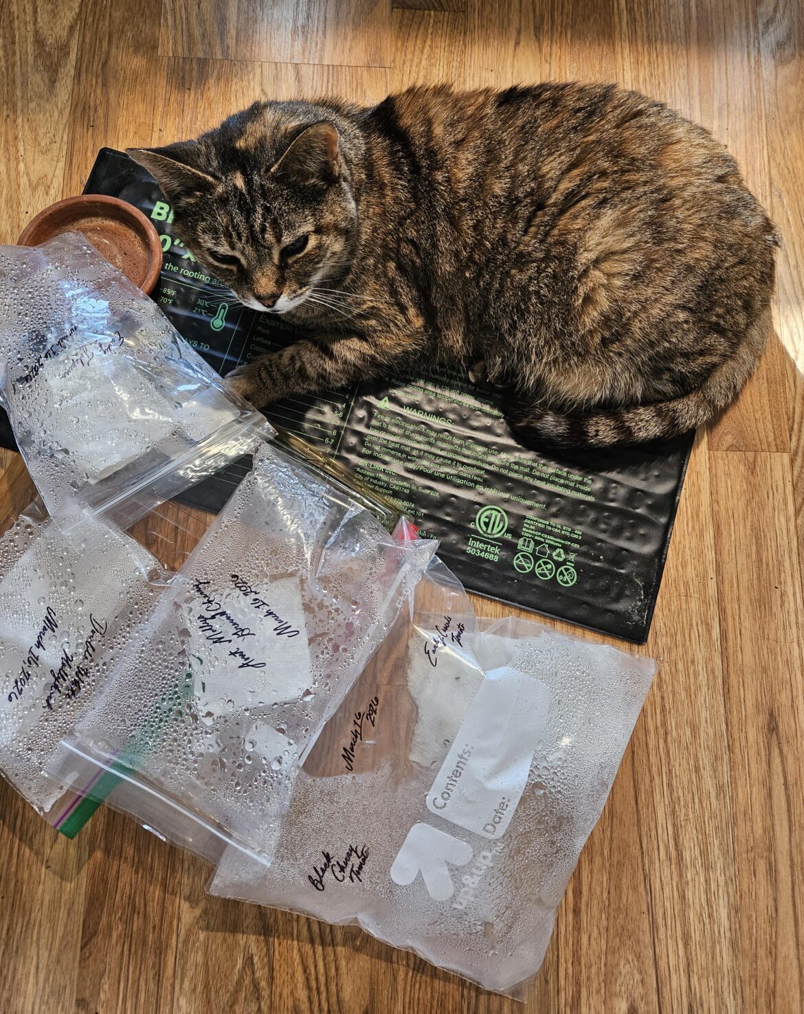 Went to check on my seeds this morning & someone has discovered the germination mat