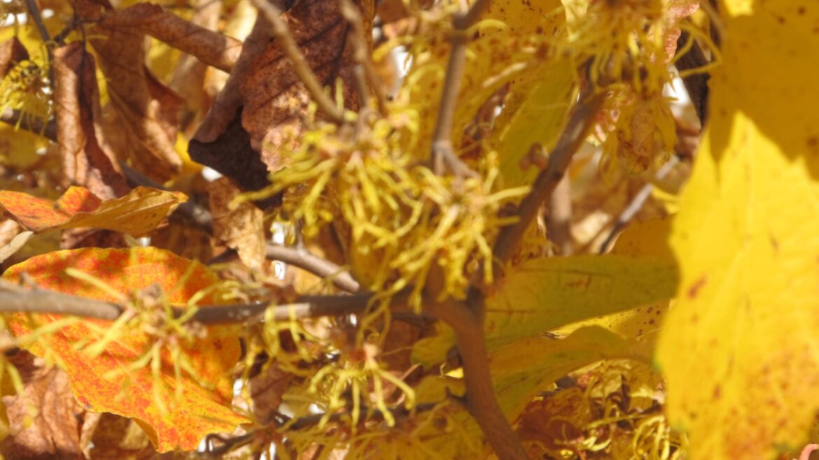 Witch Hazel is an enchanting scent on a sunny day Witch Hazel is an enchanting scent on a sunny day