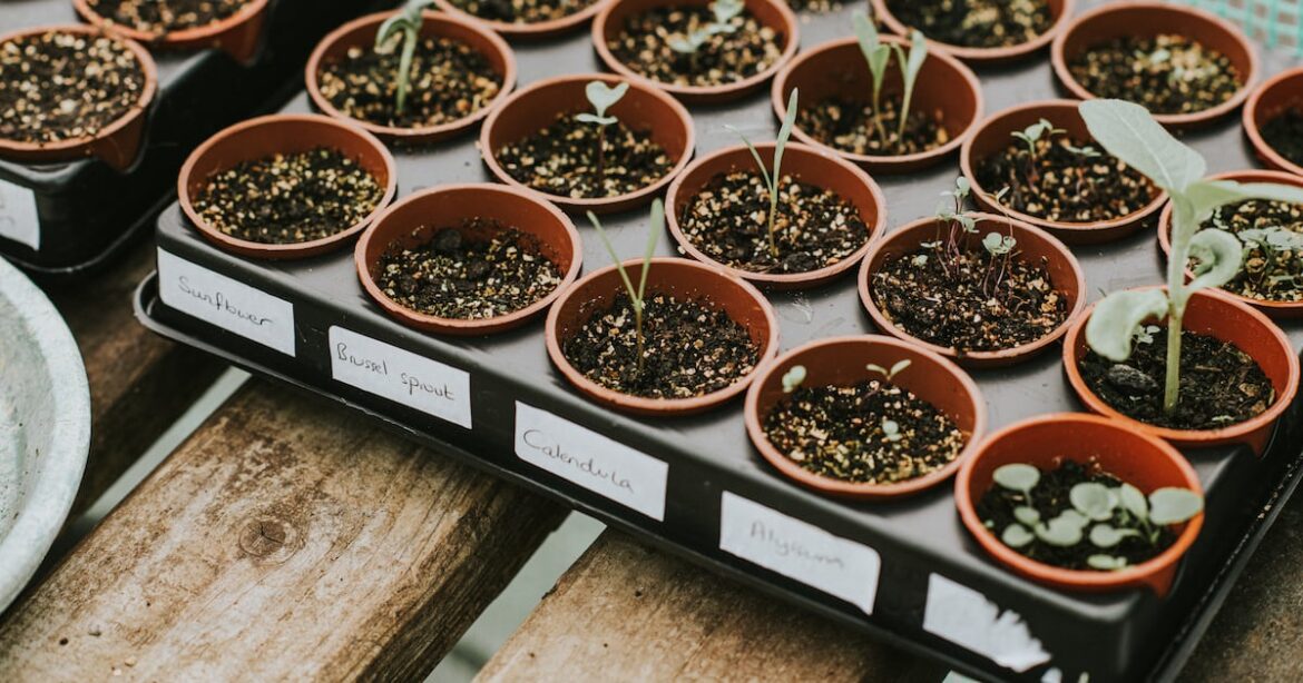 How to grow your own plants from seed this spring – The Irish Times