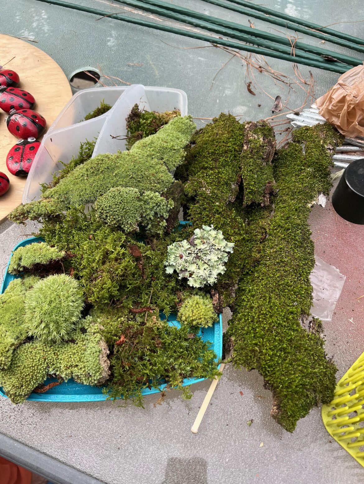 Surprised by the variety of moss within a block! Can’t wait to finish my mossarium now!