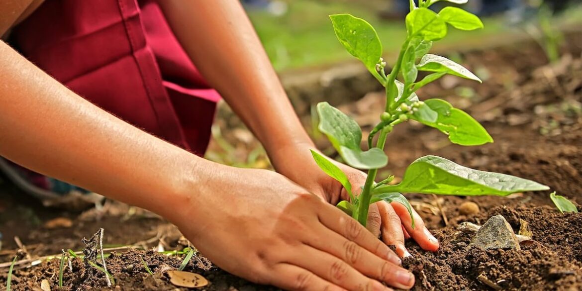 “Foodscaping” trend turns Southern yards into edible gardens