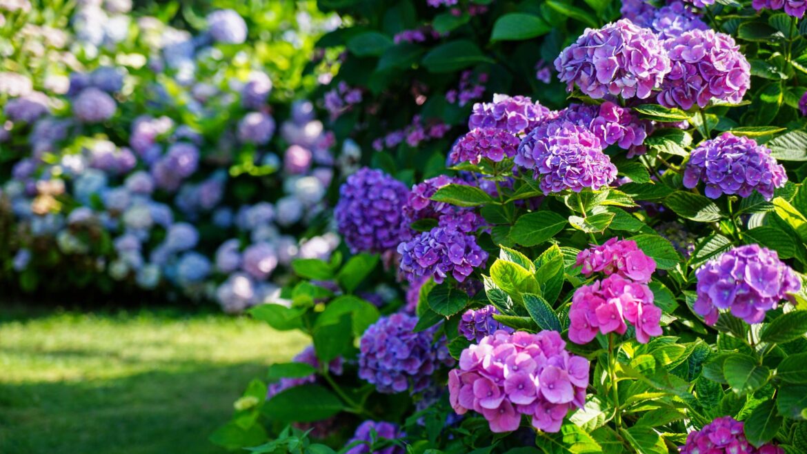 Hydrangeas hit by winter damage? Do this one simple thing now to guarantee spring blooms