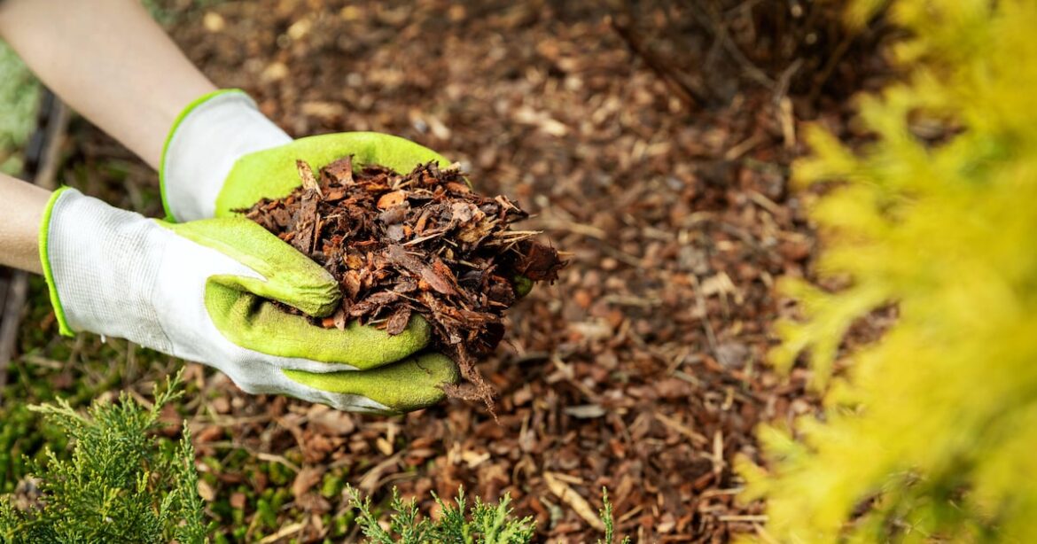 Which mulch should you be using for your garden? – The Irish News Which mulch should you be using for your garden? – The Irish News