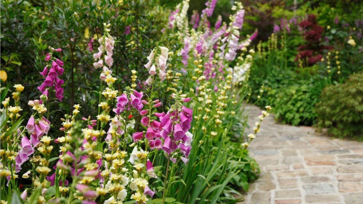What to Do in the Garden on the Spring Equinox: 3 Jobs Border of colorful foxgloves
