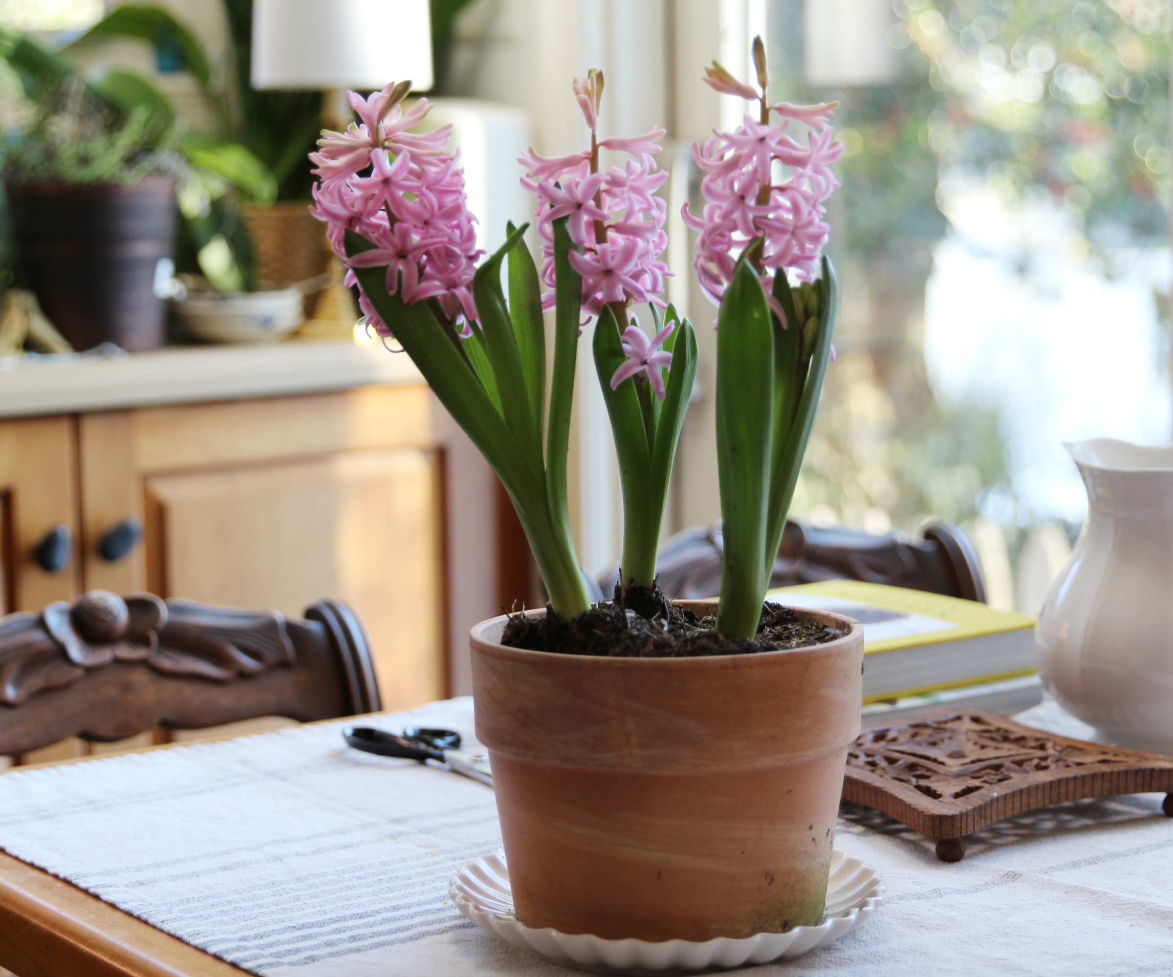 indoor pink Hyacinths in a terracotta pot