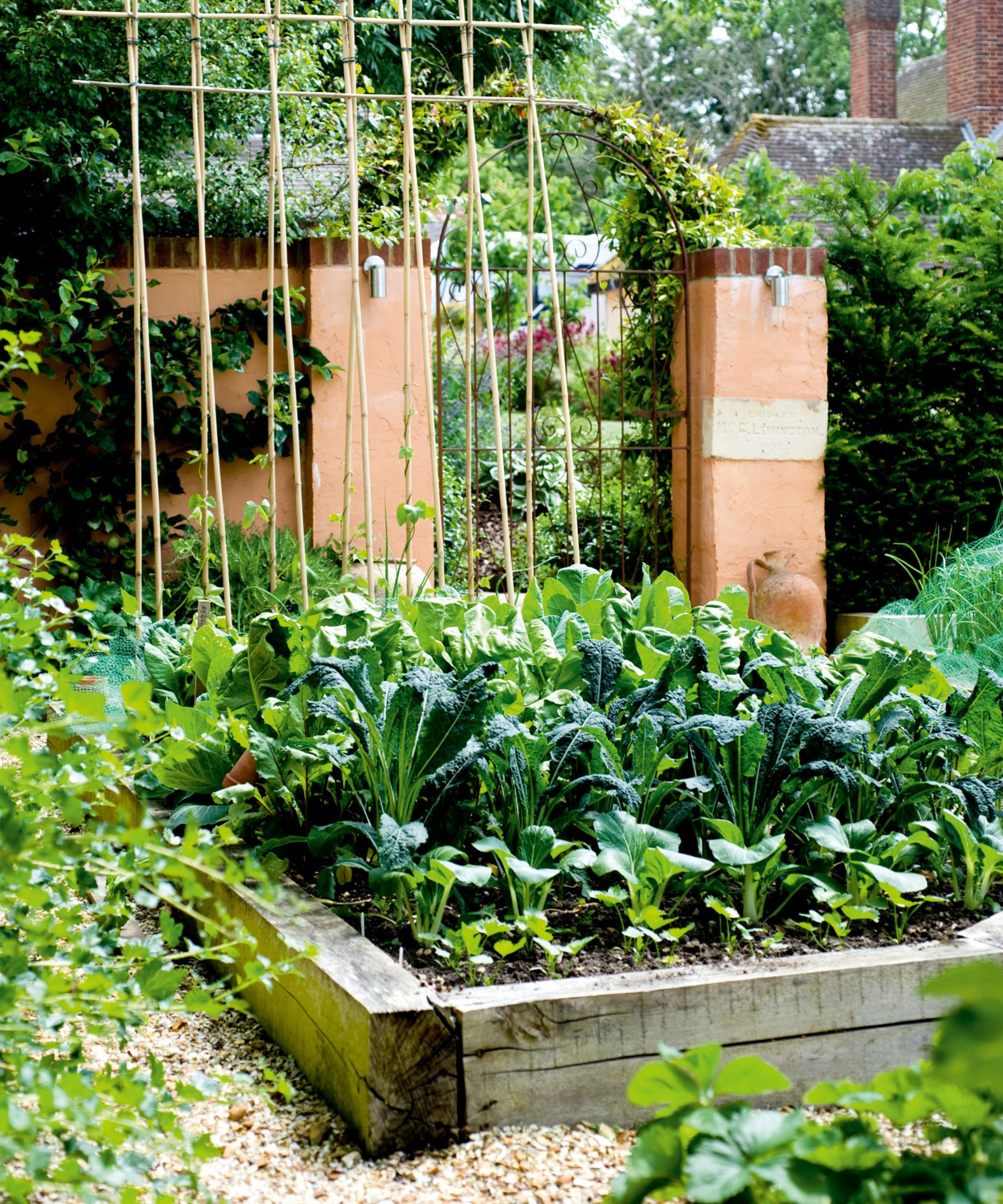 Wooden raised garden bed with leafy crops growing in it