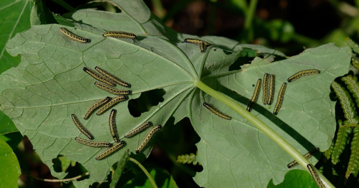 Why caterpillars shouldn’t be viewed as garden pests – The Irish News