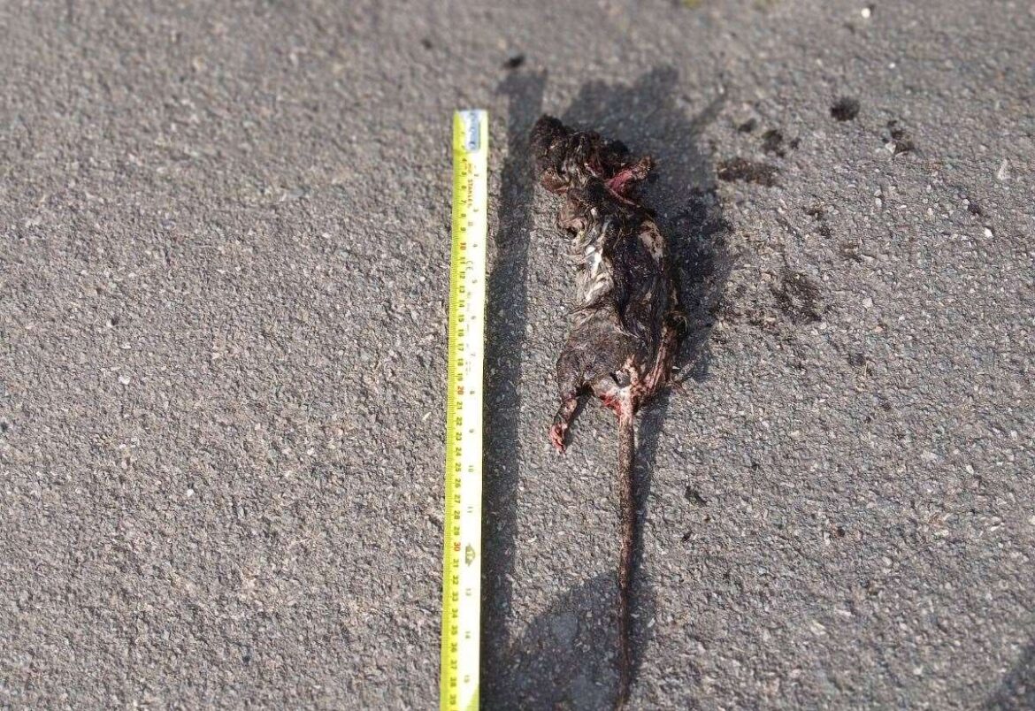 Health concerns in Stratford street as dead rat found in garden