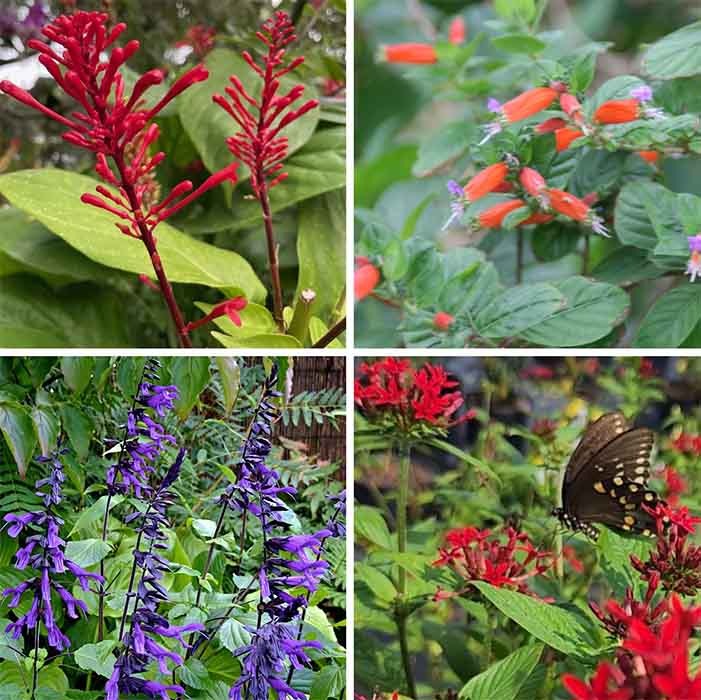 The Yard Of The Month Chosen By The Clermont Garden Club The Yard Of The Month Chosen By The Clermont Garden Club