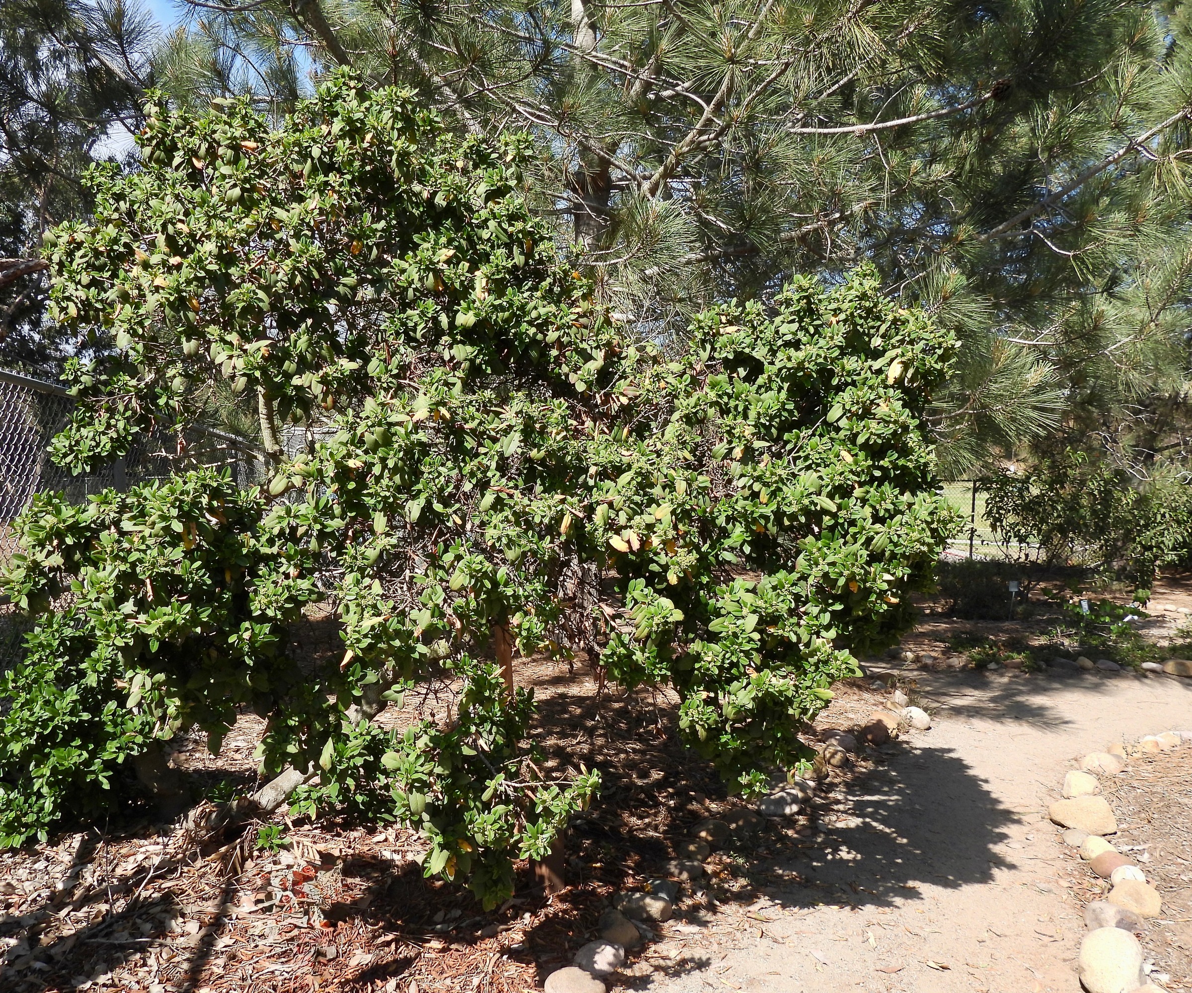 Coffeeberry bush growing in sandy soil