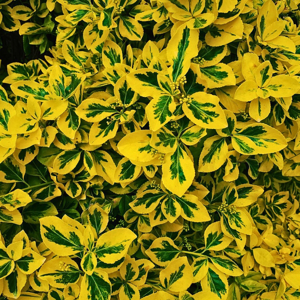 Fortune's Spindle, also called Euonymus Fortunei