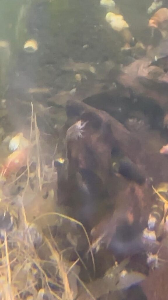 My aquatic isopods breeding