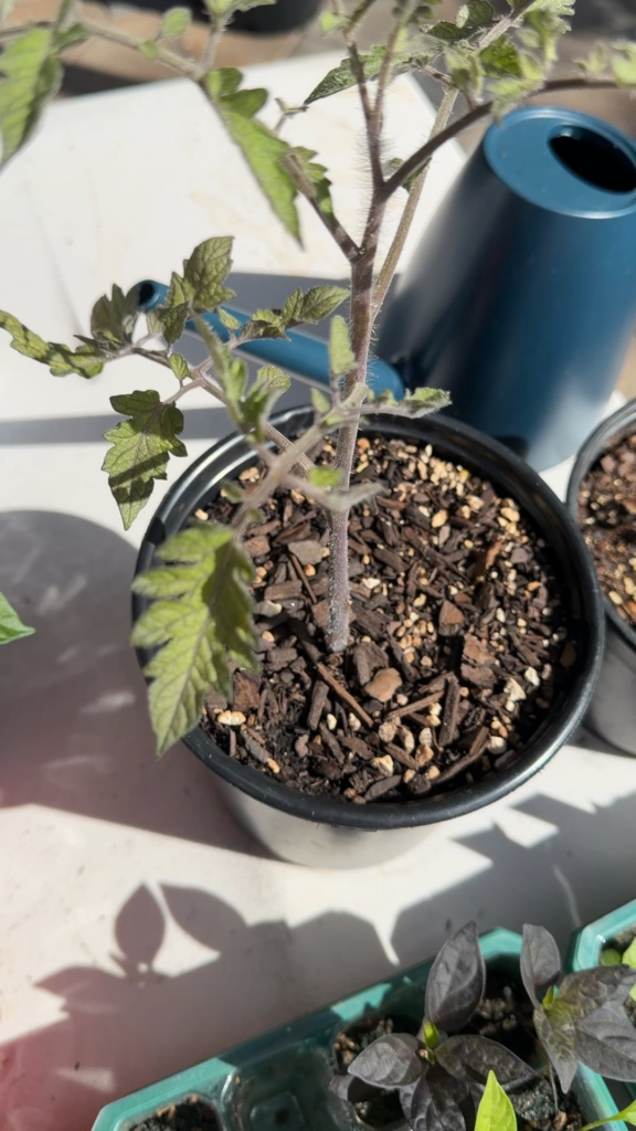 What’s wrong with this tomato plant??