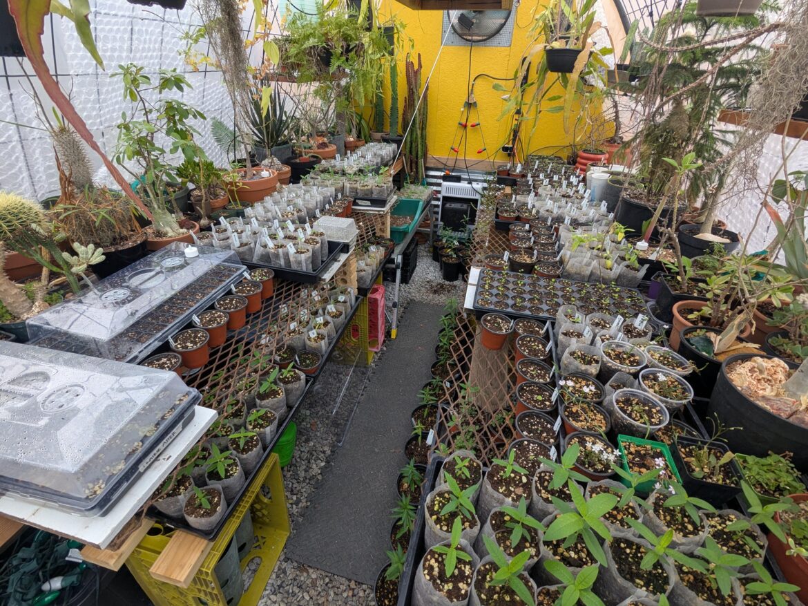 7a. About 5 weeks out from our first native plant sale! I've been finding a lot of creative solutions to get more seed-grown natives in here along with all the succulents we over-winter.