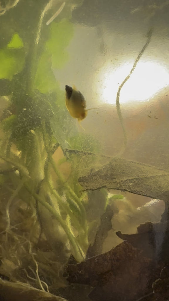 dude what is that scary black worm in the plant