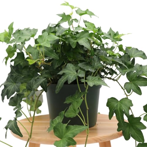 American Plant Exchange English Ivy 'needlepoint' &ndash; 6-Inch Pot, Live Trailing Vine, Low-Maintenance Air-Purifying Houseplant for Hanging Baskets, Shelves &amp; Indoor Home or Office D&eacute;cor