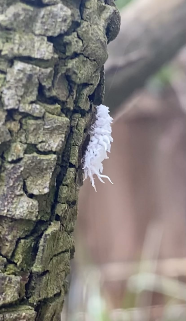 Mealybug ladybird larvae in my garden ❤️