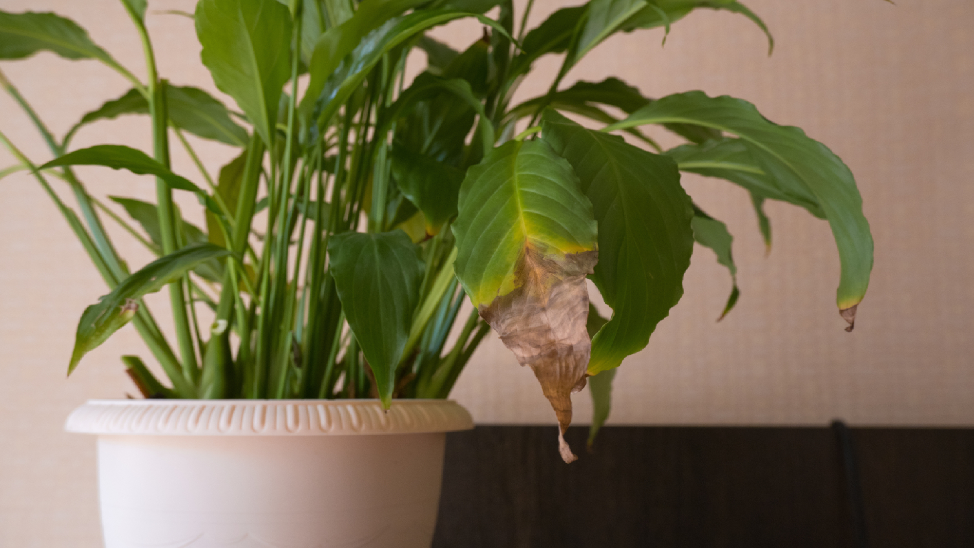 Brown leaf tips on peace lily plant