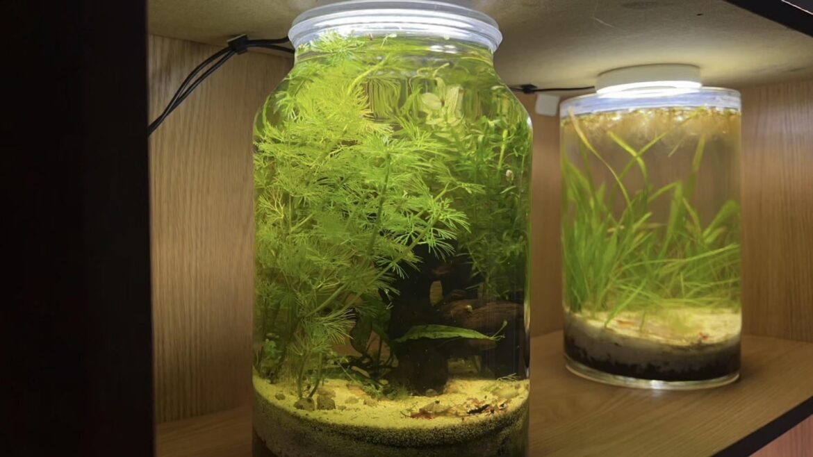 Jungle Jar Day 93 – Berried