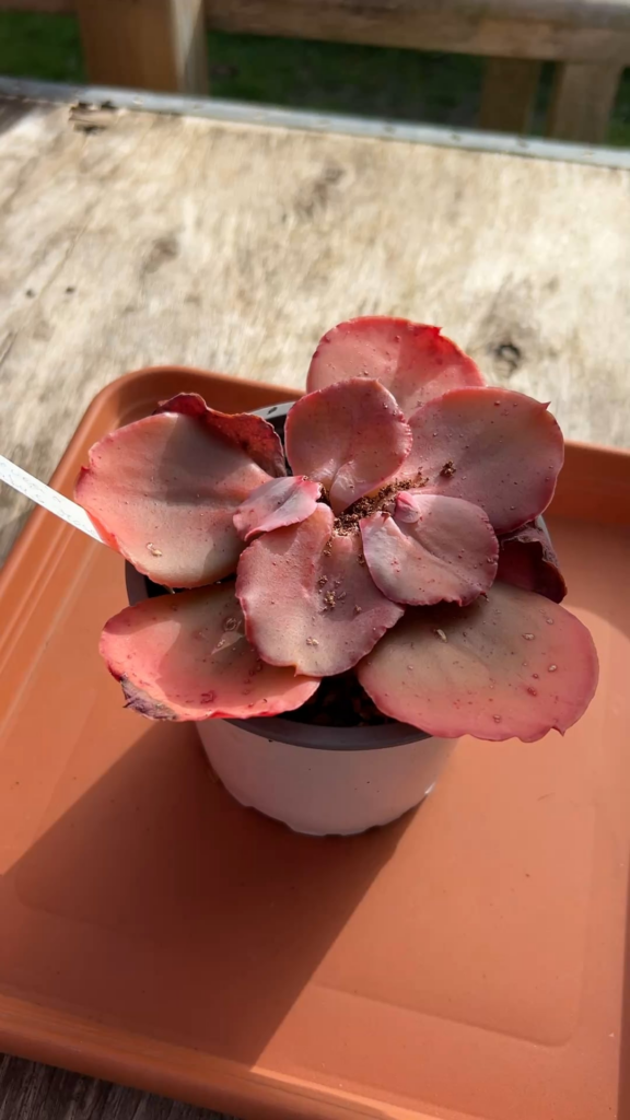 Noticed another plant affected with that pest