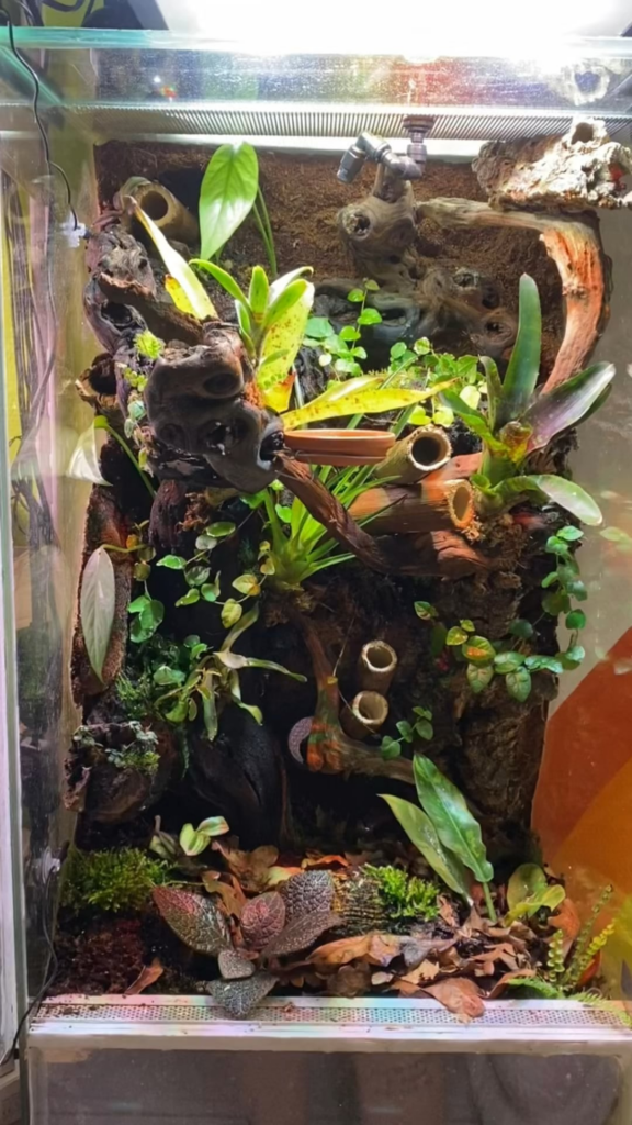Mourning gecko viv