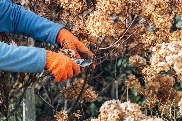 A gardener wearing gloves trims wilted hydrangea flowers before winter