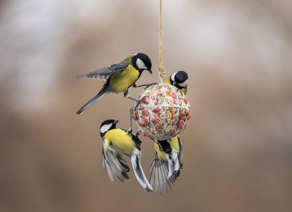 a group of birds flying near a ball of a feeder a group of birds flying near a ball of a feeder