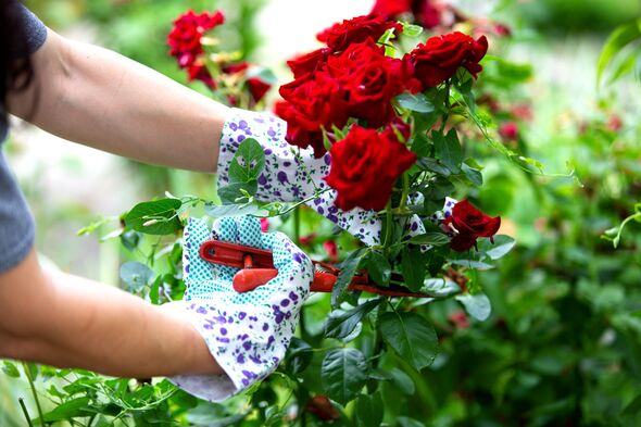 A young woman planting Rose flowers in the garden. Gardening, botanical concept. Selective focus. A young woman planting Rose flowers in the garden. Gardening, botanical concept. Selective focus.